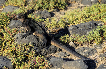 Iguane marin des Galapagos, amblyrhynchus cristatus, Archipel des Galapagos