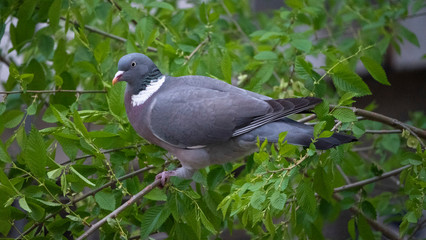 brown pigeon eat tender shoots of trees