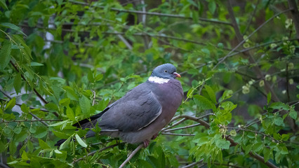 brown pigeon eat tender shoots of trees