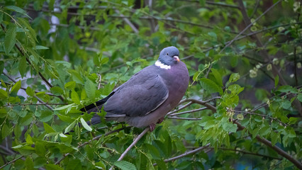 brown pigeon eat tender shoots of trees