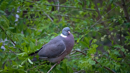 brown pigeon eat tender shoots of trees