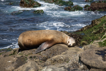 Fototapeta premium Sea lion basking on the rock