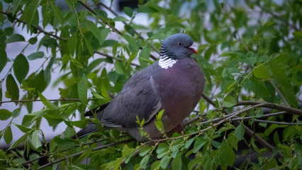 Fototapeta premium brown pigeon eat tender shoots of trees