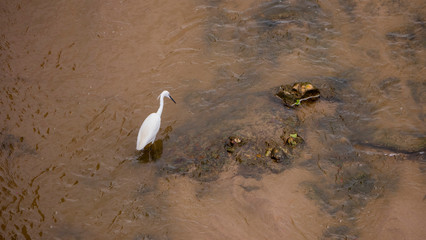 Egretta garzetta in the channel of the Appleres river in Madrid, has the crest raised as an indication of being in the reproductive phase.garzeta comun