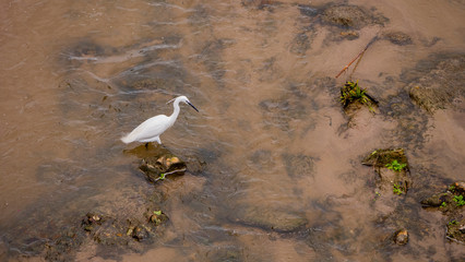 Egretta garzetta in the channel of the Appleres river in Madrid, has the crest raised as an indication of being in the reproductive phase.garzeta comun