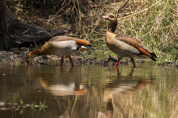 Ouette d'Égypte,.Alopochen aegyptiaca, Egyptian Goose, Parc national Kruger, Afrique du Sud