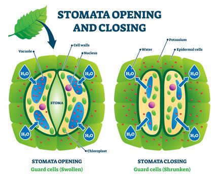 Stomata opening and closing vector illustration. Labeled educational scheme