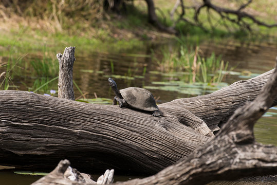 รูปภาพPelomedusa เลือกดูภาพถ่ายสต็อก เวกเตอร์ และวิดีโอ112 Adobe Stock