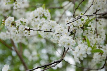 cherry blossom in spring