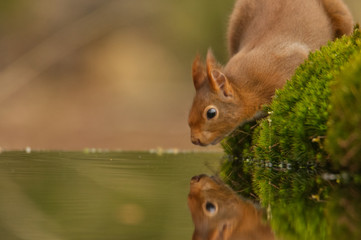 Europäisches Eichhörnchen (Sciurus vulgaris) © gebut