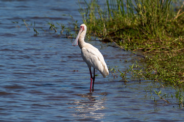 Spatule d'Afrique,.Platalea alba, African Spoonbill