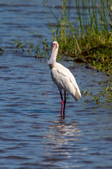 Spatule d'Afrique,.Platalea alba, African Spoonbill