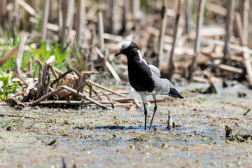 Vanneau armé,.Vanellus armatus, Blacksmith Lapwing