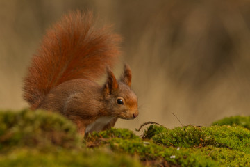 Europäisches Eichhörnchen (Sciurus vulgaris) © gebut