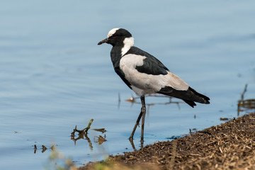 Vanneau armé,.Vanellus armatus, Blacksmith Lapwing