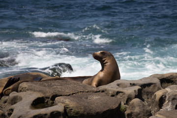 California sea lion posing