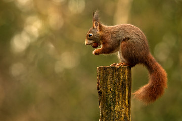 Europäisches Eichhörnchen (Sciurus vulgaris)