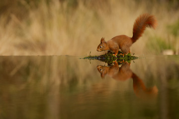 Europäisches Eichhörnchen (Sciurus vulgaris)