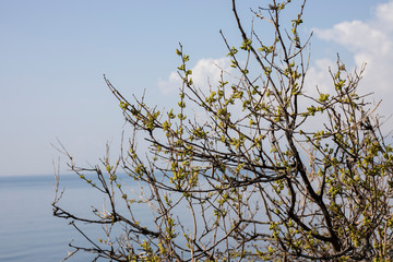 bud tree branches and sky background