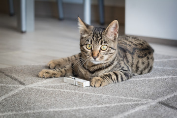 Micetta combina guai