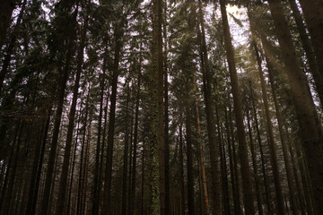 Sonnenstrahlen scheinen durch die Bäume im Wald, Winter und Schnee