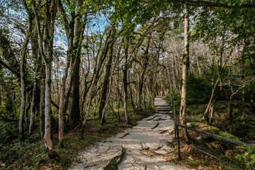 Fototapeta premium Green yew-boxwood grove in Sochi, Khosta, Russia