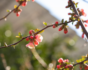 Japanese quince flowers. Chaenomeles, small red flowers in spring time