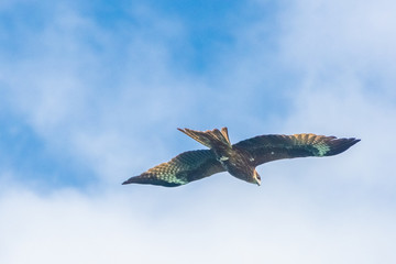 Hawk flying over the Ha Long Bay, Vietnam