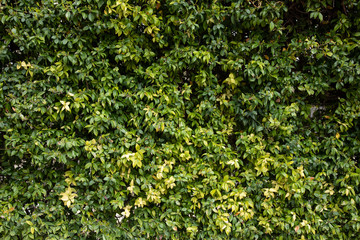 green plants in the garden