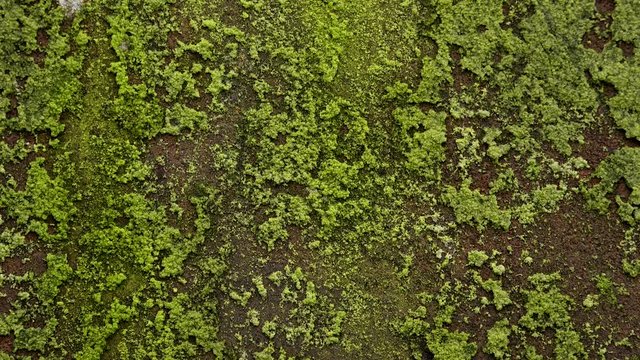 Background abstract lichen on grave stone UK 4K