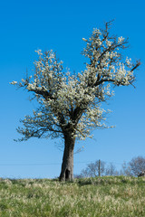 Bl&uuml;hender Birnbaum