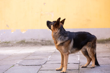 German shepherd in courtyard