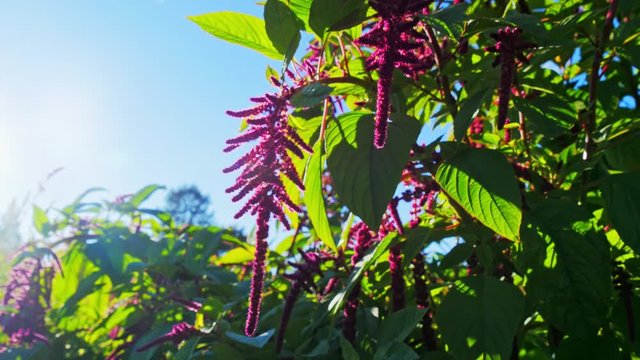 Purplish red flowers in autumn garden in sunny weather