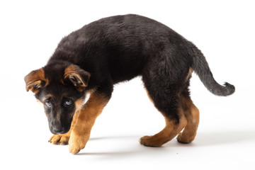puppy german shepherd
