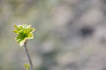 A leaf on a currant bush in early spring