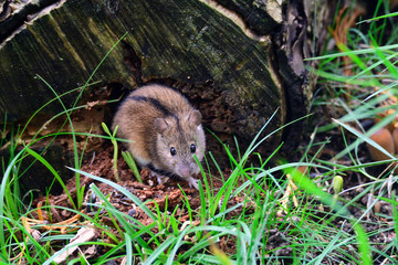 Brandmaus (Apodemus agrarius)	