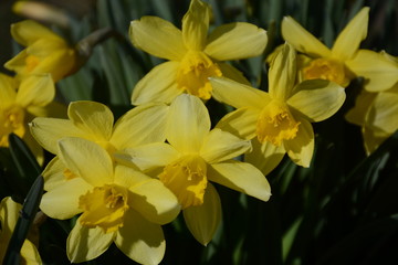 Bush of beautiful yellow daffodils outdoors in the garden