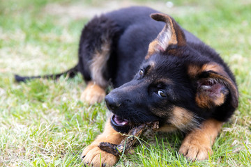 puppy german shepherd