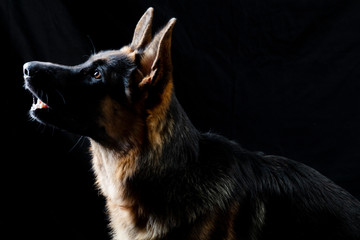 German shepherd portrait