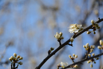 Blooming cherry plum tree in early spring against the blue sky