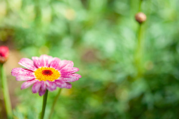 ピンクのマーガレットの花 緑の背景 クロースアップ