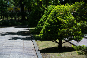 初夏の公園