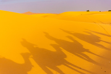 Shadow of camels riding in the Sahara Desert, Merzouga, Morocco