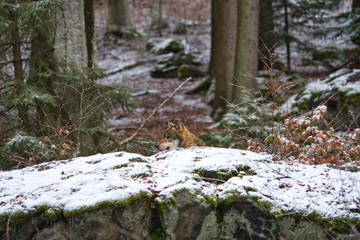 Wolf Rudelanführer streift durch den winterlichen Wald und sieht sich um 