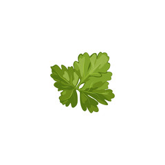 Fototapeta premium Juicy and fresh parsley large plan on a white isolated background vector illustration