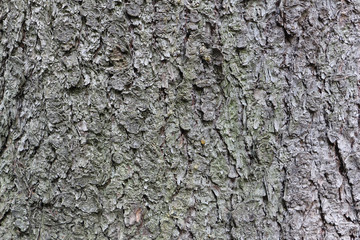 Tree bark of spruce, a natural background