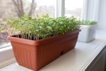 tomato seedlings are planted in boxes on the windowsill
