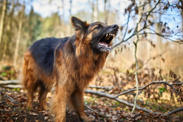 Deutscher Schäferhund bellt im Wald