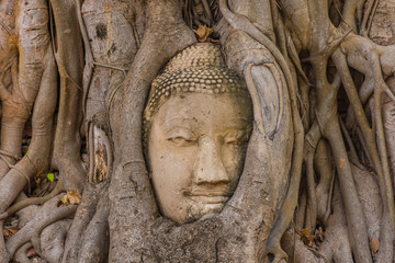 Buddha head embedded in a Banyan Tree in Ayutthaya, Thailand