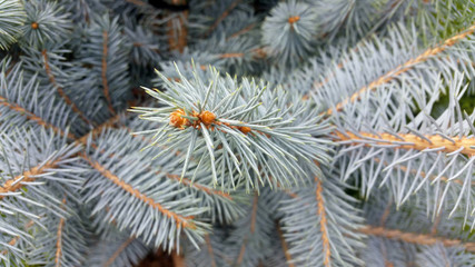 Picea pungens 'Edith'
